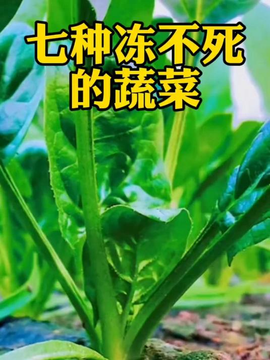 七种冻不死的蔬菜,你知道哪一种?