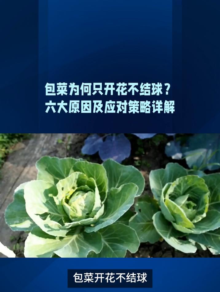包菜为何只开花不结球的六大原因及应对策略详解