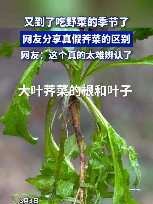 又到了吃野菜的季节了,网友分享真假荠菜的区别