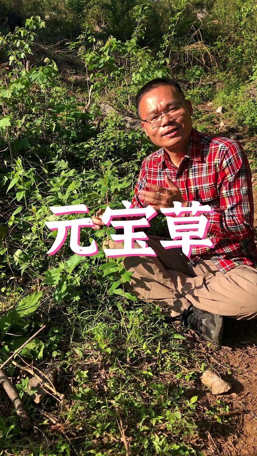 元宝草为什么叫元宝草?