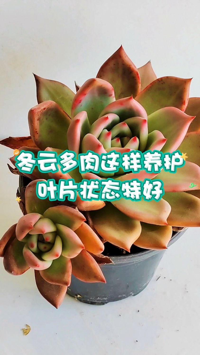 冬云多肉这样养护叶片状态特好