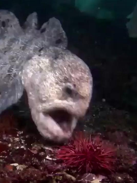 唐唐冷知识：深海恶魔狼鳗，长得丑但却很浪漫！