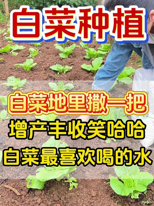 白菜种植