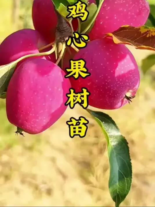 鸡心果树苗:耐寒易种好管理,南北方高产不愁