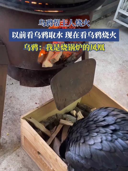 乌鸦帮主人烧火，以前看乌鸦取水，现在看乌鸦烧火