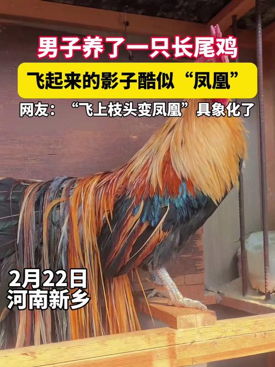 男子养了一只长尾鸡,飞起来像极了“凤凰”