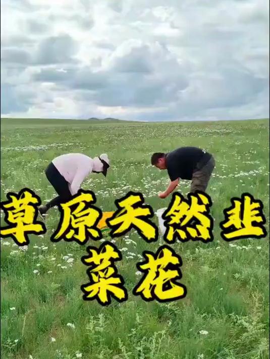 今天去踩点野生韭菜花，大草原的馈赠，满山遍野都是