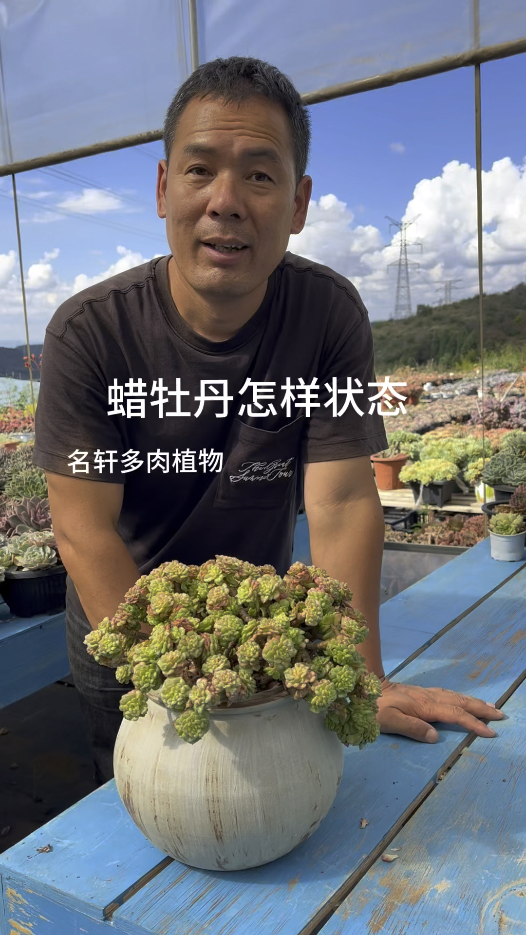 多肉植物蜡牡丹怎样状态