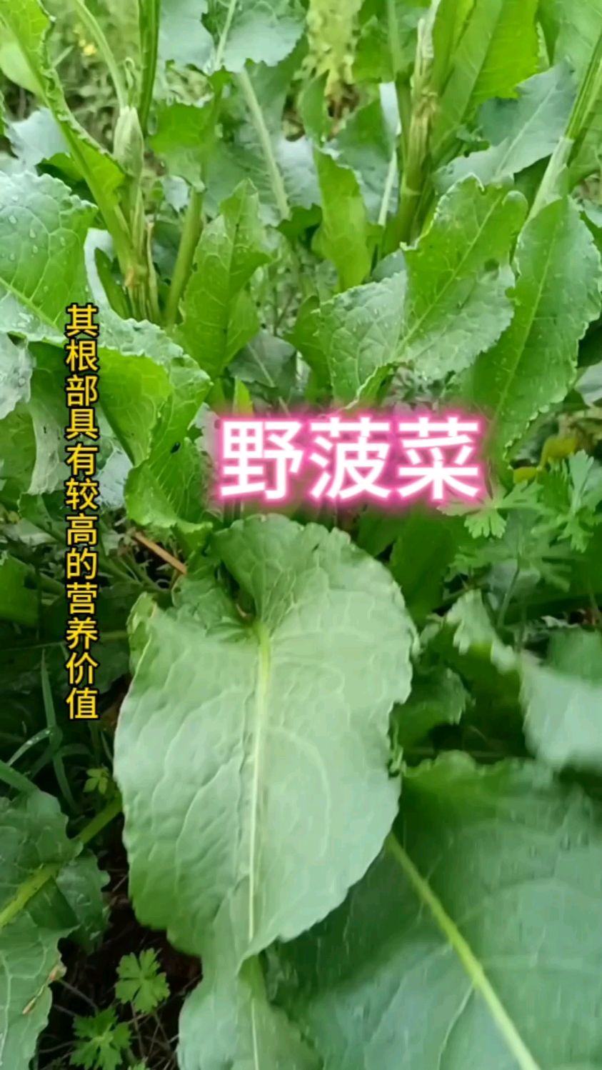 野菠菜吃过没有?它不仅好吃,营养价值挺高