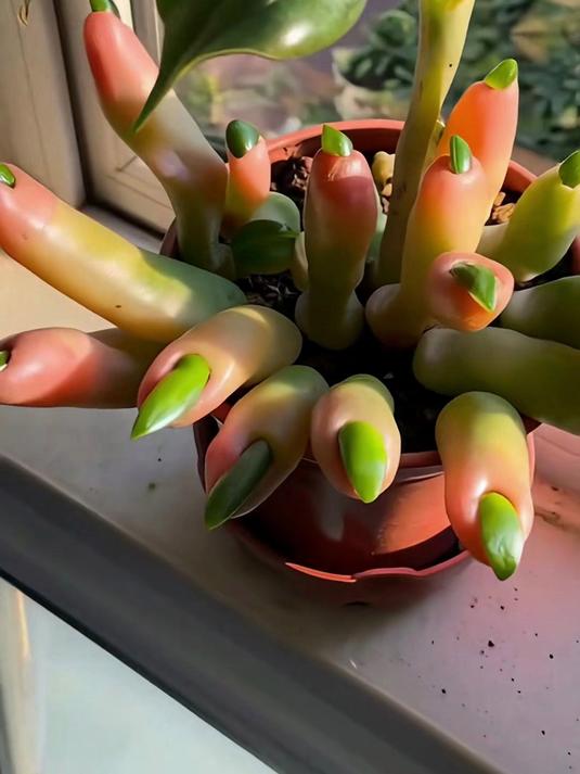 生命奇迹！分享认识12种稀有植物