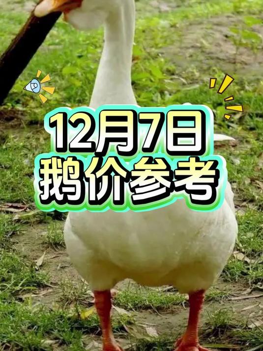 今日鹅价