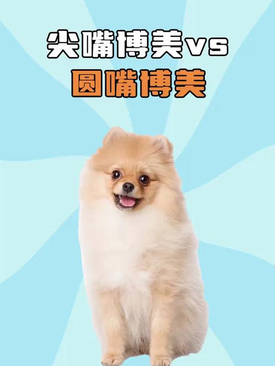 尖嘴博美vs圆嘴博美,你pick谁?