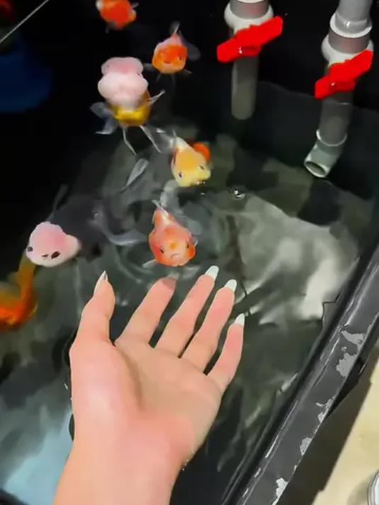元宝狮金鱼太神奇!能认主还会踢足球,聪明至极!