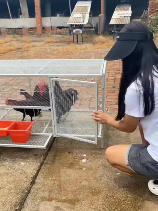 家用养鸡笼实用秘籍 户外养殖必备 全国发货