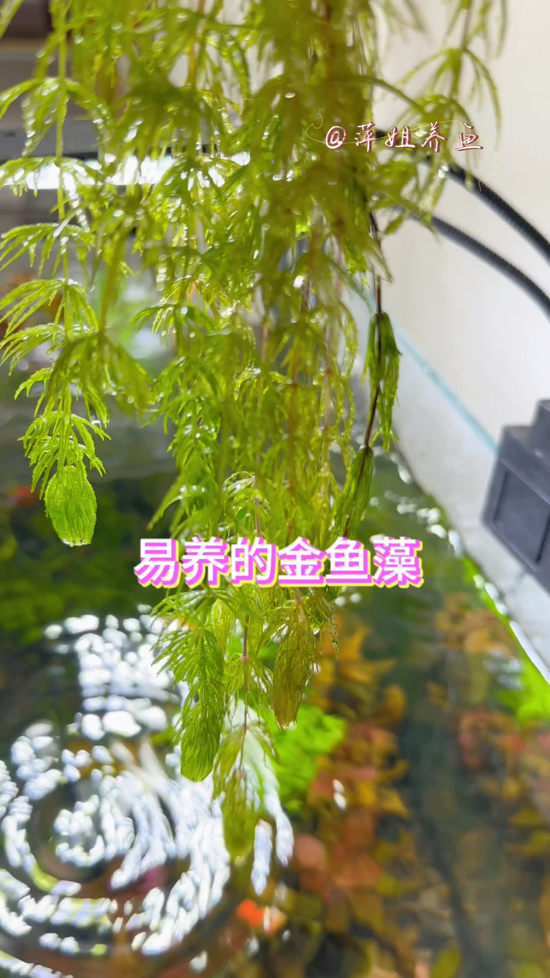 水草里面非常好养的莫过于金鱼藻#水族 #鱼缸里的大自然 #观赏鱼