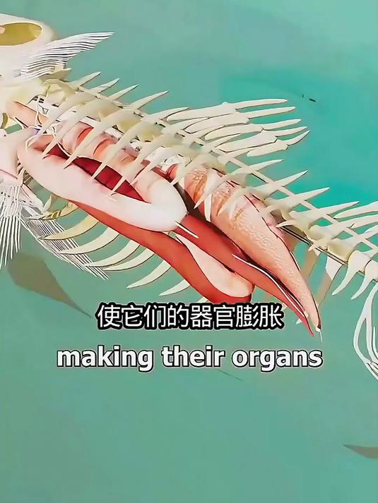 鱼的器官长什么样子
