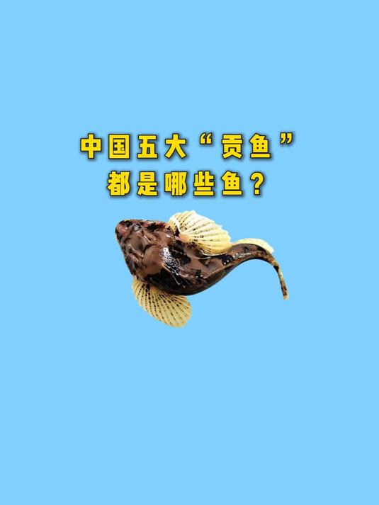 中国最有名的五大贡鱼都是哪些鱼?