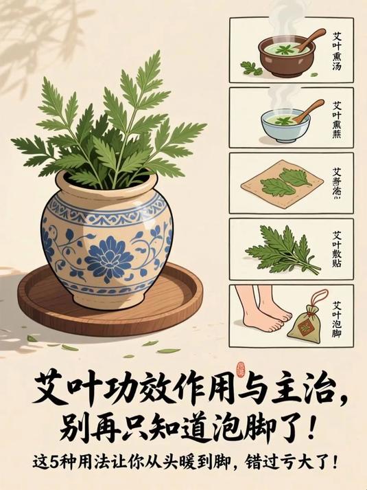 艾叶功效作用与主治,别再只知道泡脚了!这5种用法让你从头暖到脚,错过亏大了!#健康扬帆季#