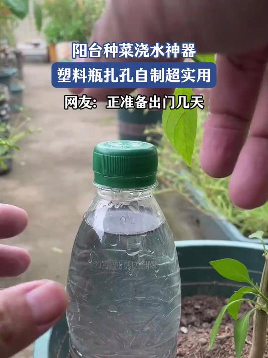阳台种菜浇水神器!塑料瓶扎孔自制超实用,网友:正准备出门几天