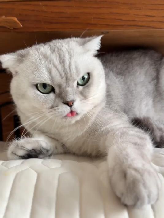 最后团子竟然亲我……这家伙很爱和我一起睡觉哈哈