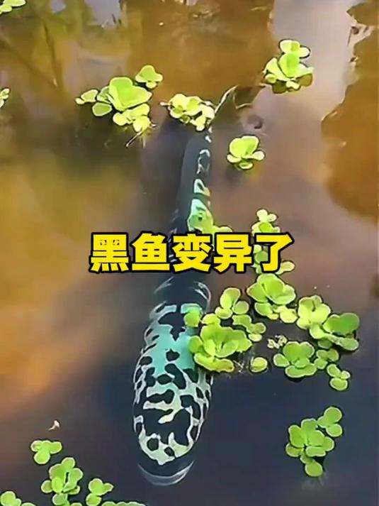 黑鱼变异了