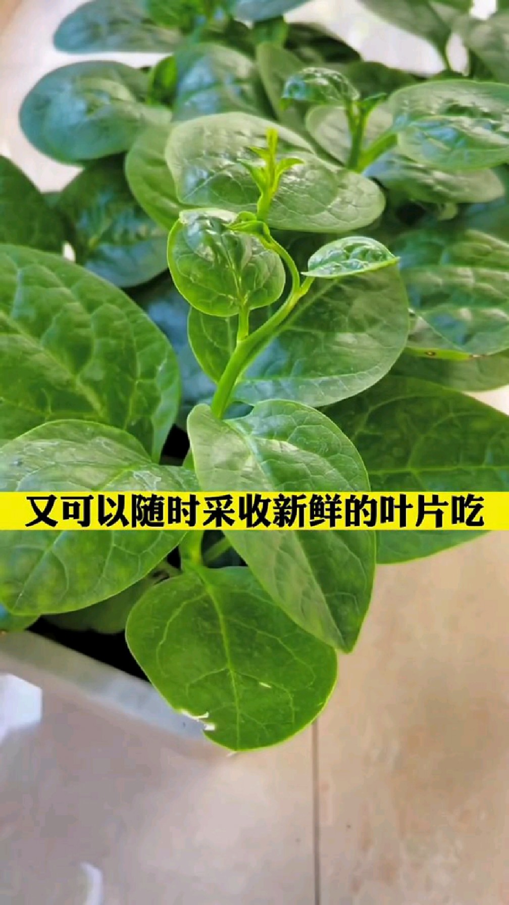 摘不完吃不败大叶木耳菜