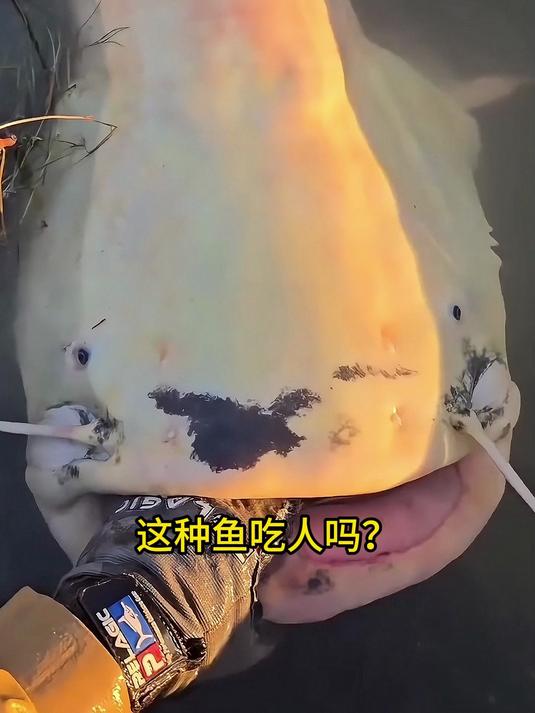 分享九种不同品种的鱼，这几种看见要担心！