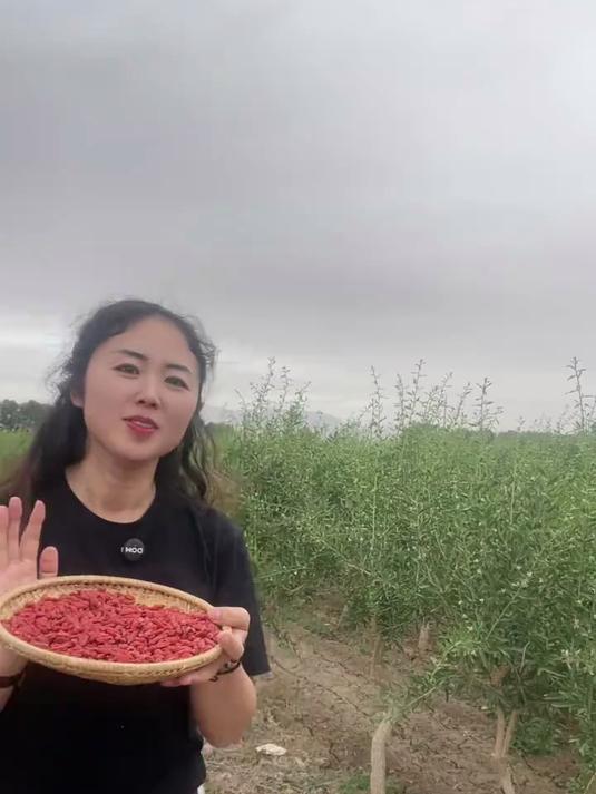 原产地的红枸杞你吃的怎么样了?枸杞 优质农产品 源头好货