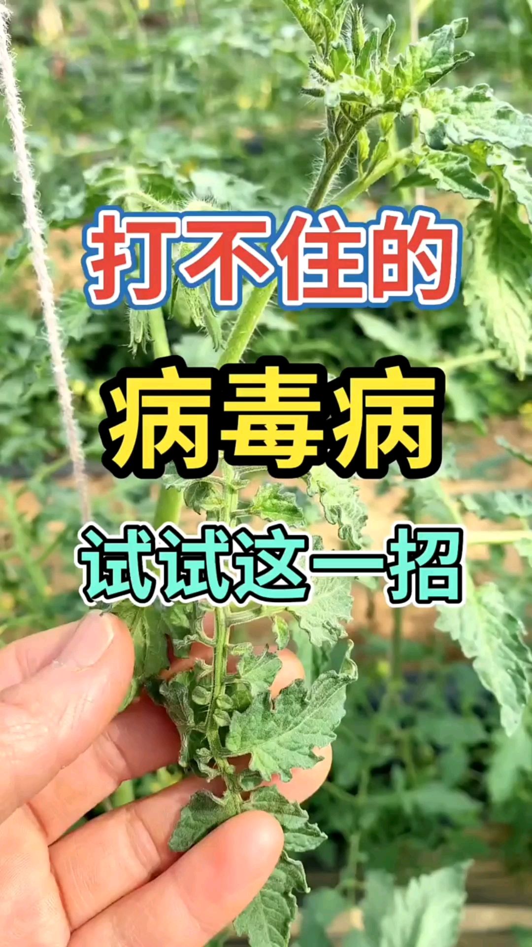 作物病毒病如何有效防治?病毒病有效的防治措施,解决病毒病难题!