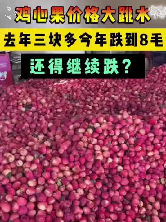 新鲜采摘东北鸡心果 产地直发应季水果