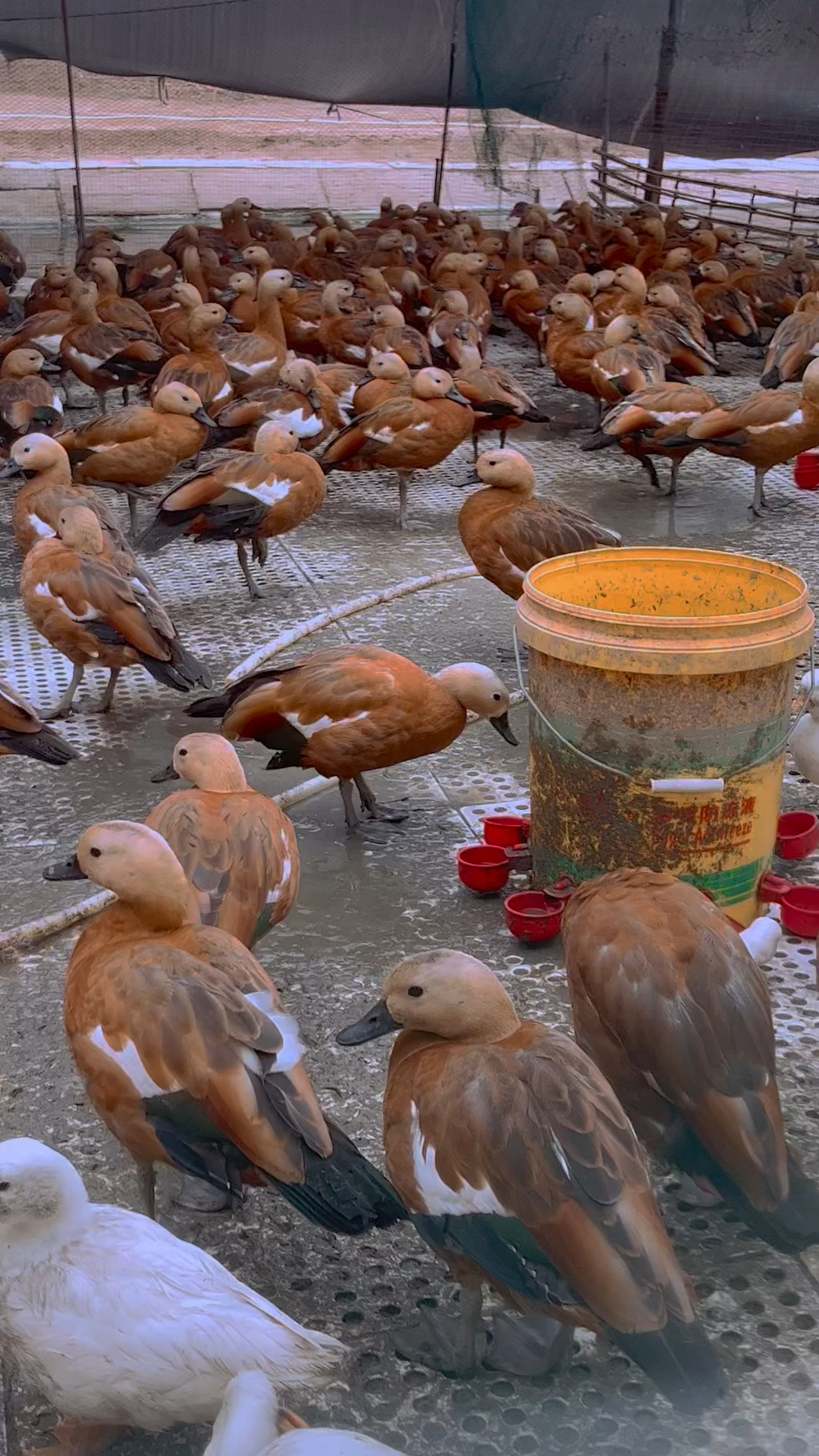 赤麻鸭好养吗?吃什么?