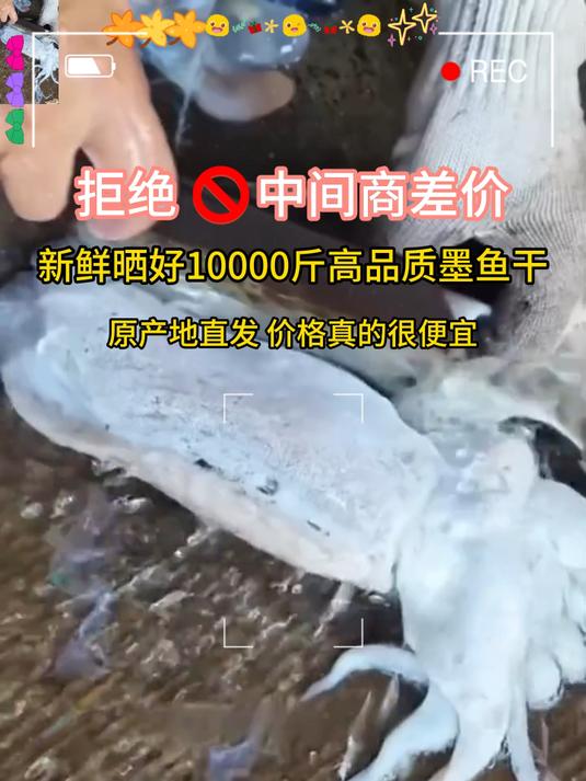 今天晒墨鱼干!墨鱼干你们喜欢这么吃