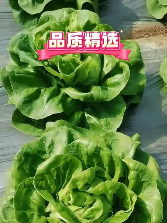 没有肥沃的土地?奶油生菜种子,耐贫瘠,各种土壤都能适应