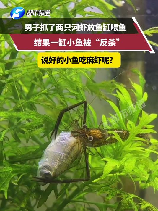 男子抓了两只河虾放鱼缸喂鱼,结果一缸小鱼被“反杀”,说好的小鱼吃虾米呢?