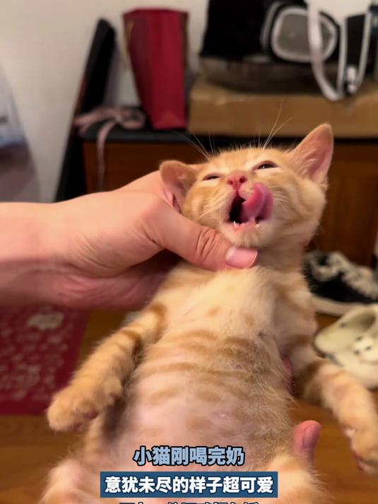 小猫刚喝完奶,意犹未尽的样子超可爱,网友:依旧鸡翅包饭