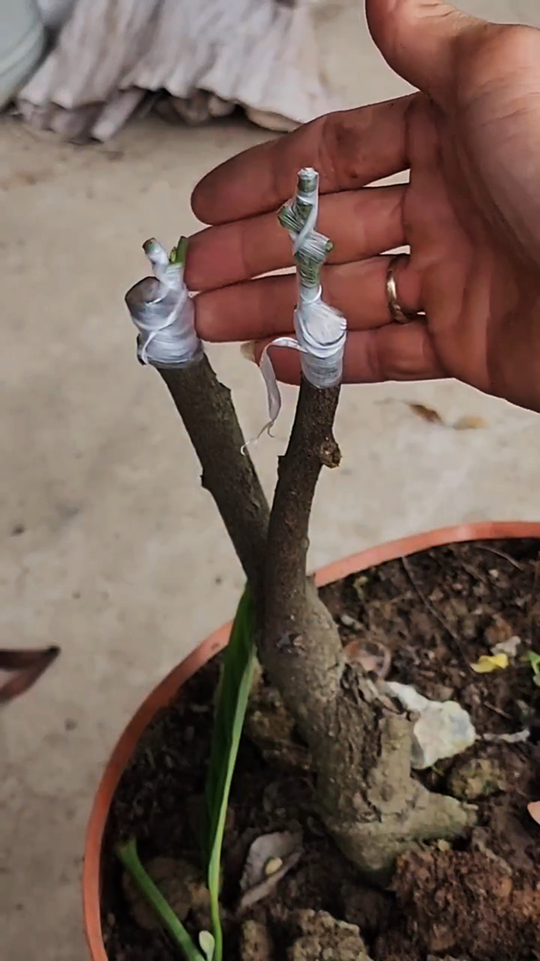 果树插皮接又叫做皮下接,多用在苹果树、梨树、核桃树等低产园的高换头中