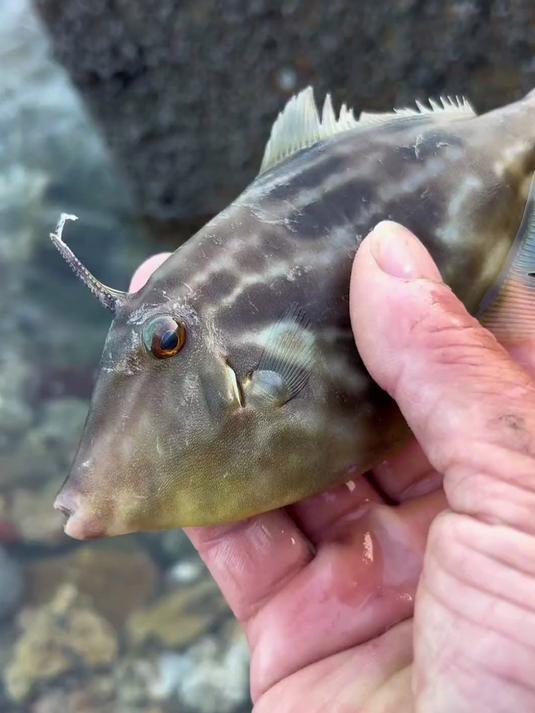 看我发现了啥？运气太好了居然发现了一只头上长角的可爱鱼