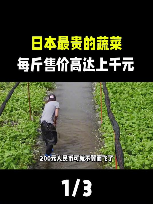 日本人的脑洞是真的大,种植山葵之前,还要种几千个圆桶