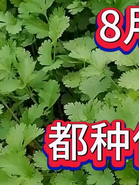 8月份都种什么菜