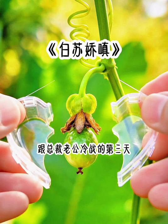 《白苏娇嗔》