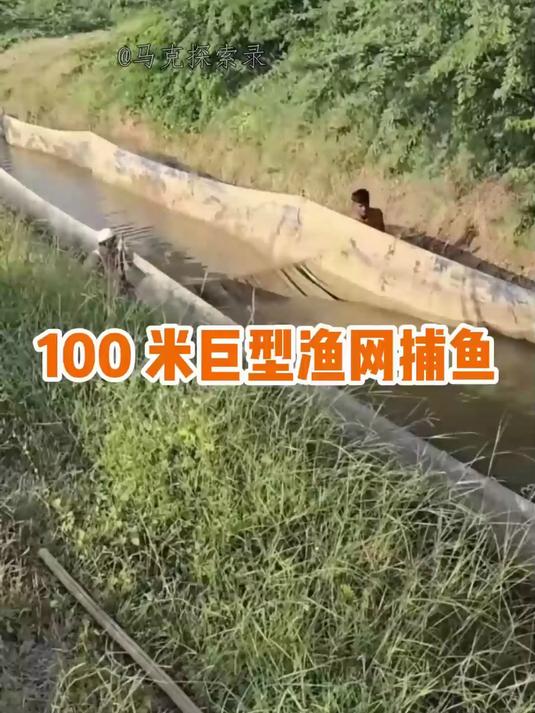 看捕鱼新手段!100 米巨型渔网封锁河道,鱼儿无处可逃