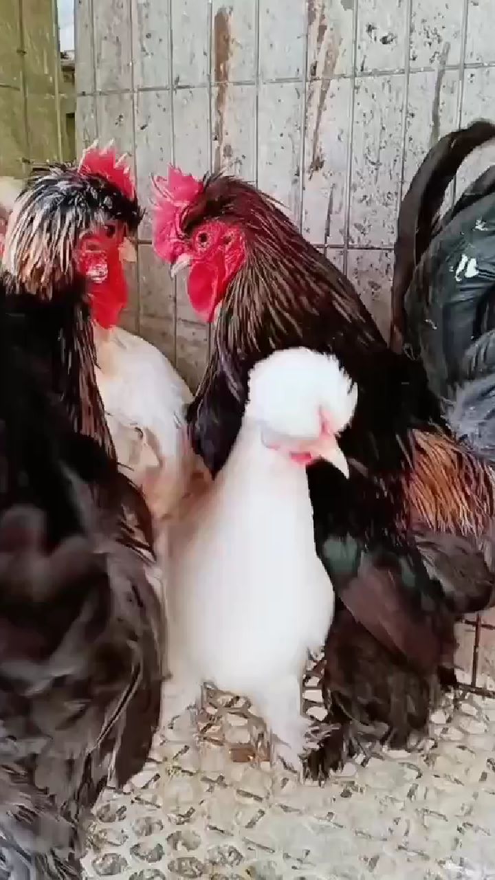 纯种宫廷元宝鸡