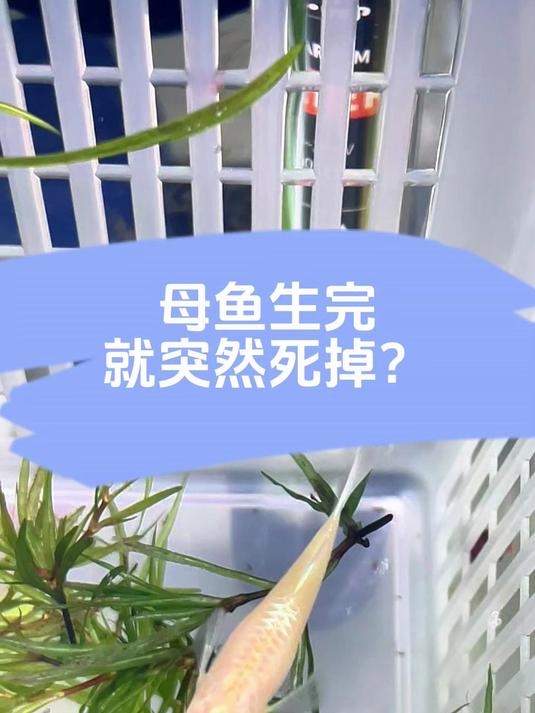 为什么你的母鱼生完小鱼就会死掉？3个要点避免 #孔雀鱼