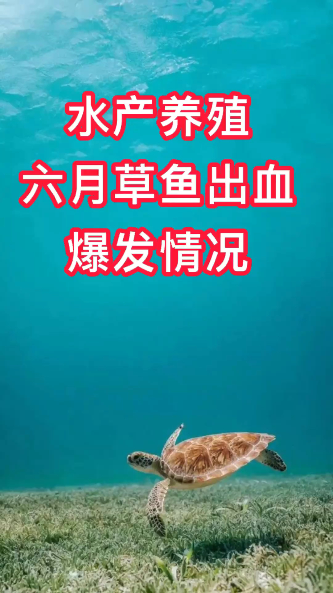 水产养殖小知识—六月草鱼出血爆发情况