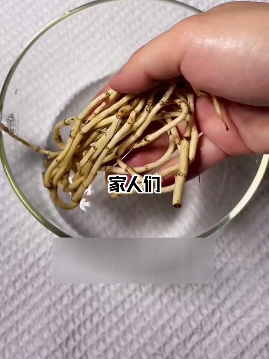 家庭食疗神器!雪梨鱼腥草汤,万能配方超管用