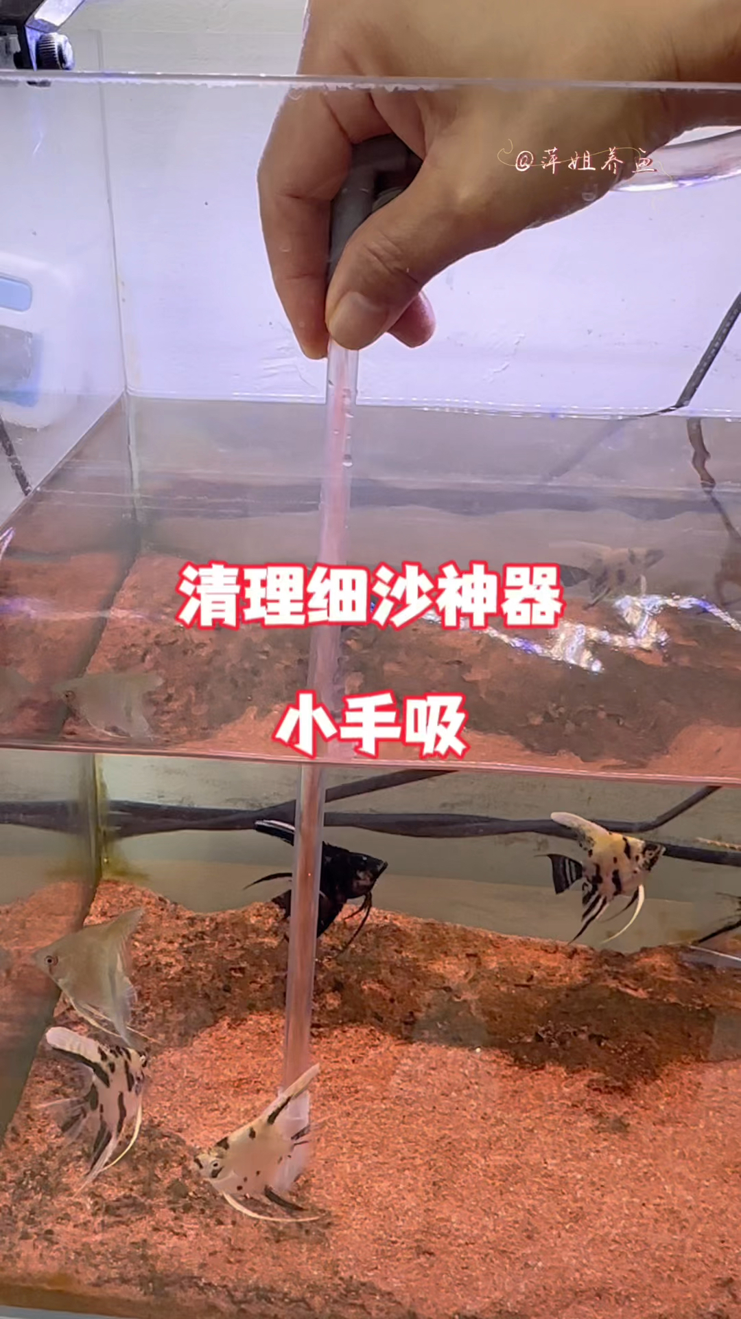 鱼缸底沙杂物覆盖怎么办#水族 #鱼缸里的大自然 #水族用品