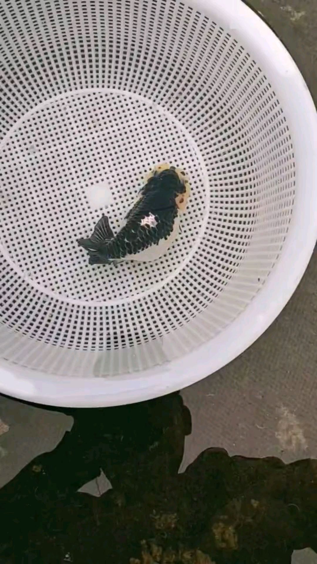 开了天窗的熊猫兰寿,黑白熊猫