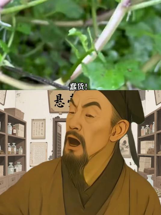 西洋菜长得像豆瓣，是因为叶片饱满圆润，所以也叫豆瓣菜