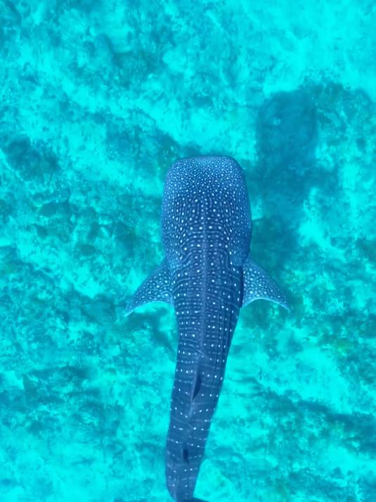 带你认识20种鲨鱼之最