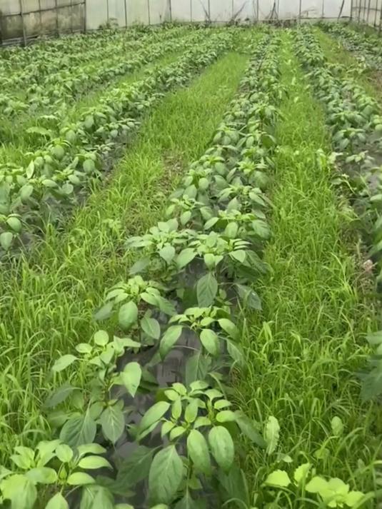 蔬菜苗后除草剂